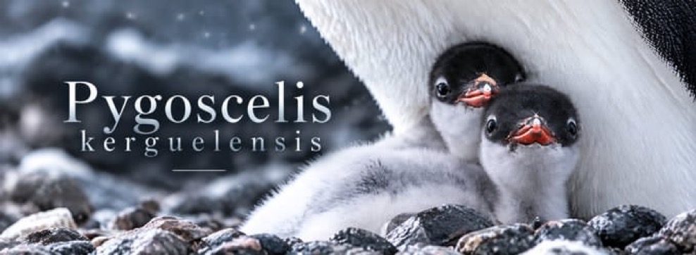 Pygoscelis kerguelensis penguin chicks sheltered by an adult